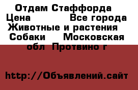 Отдам Стаффорда › Цена ­ 2 000 - Все города Животные и растения » Собаки   . Московская обл.,Протвино г.